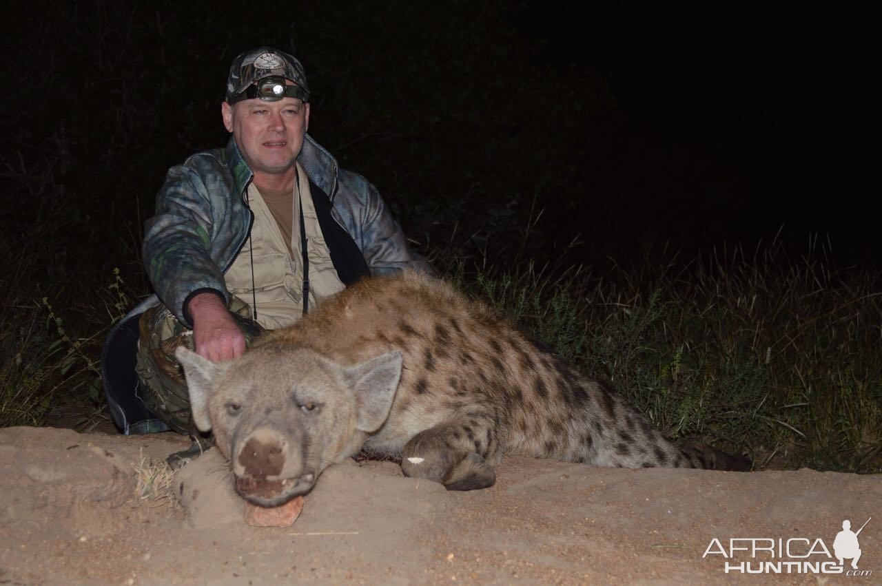 South Africa Hunting Spotted Hyena