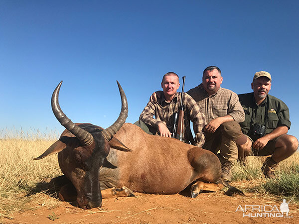 South Africa Hunting Tsessebe