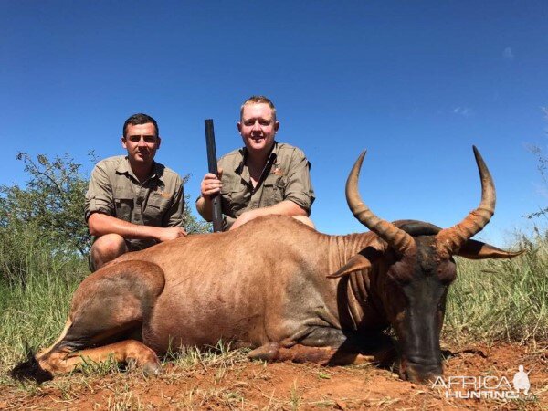 South Africa Hunting Tsessebe