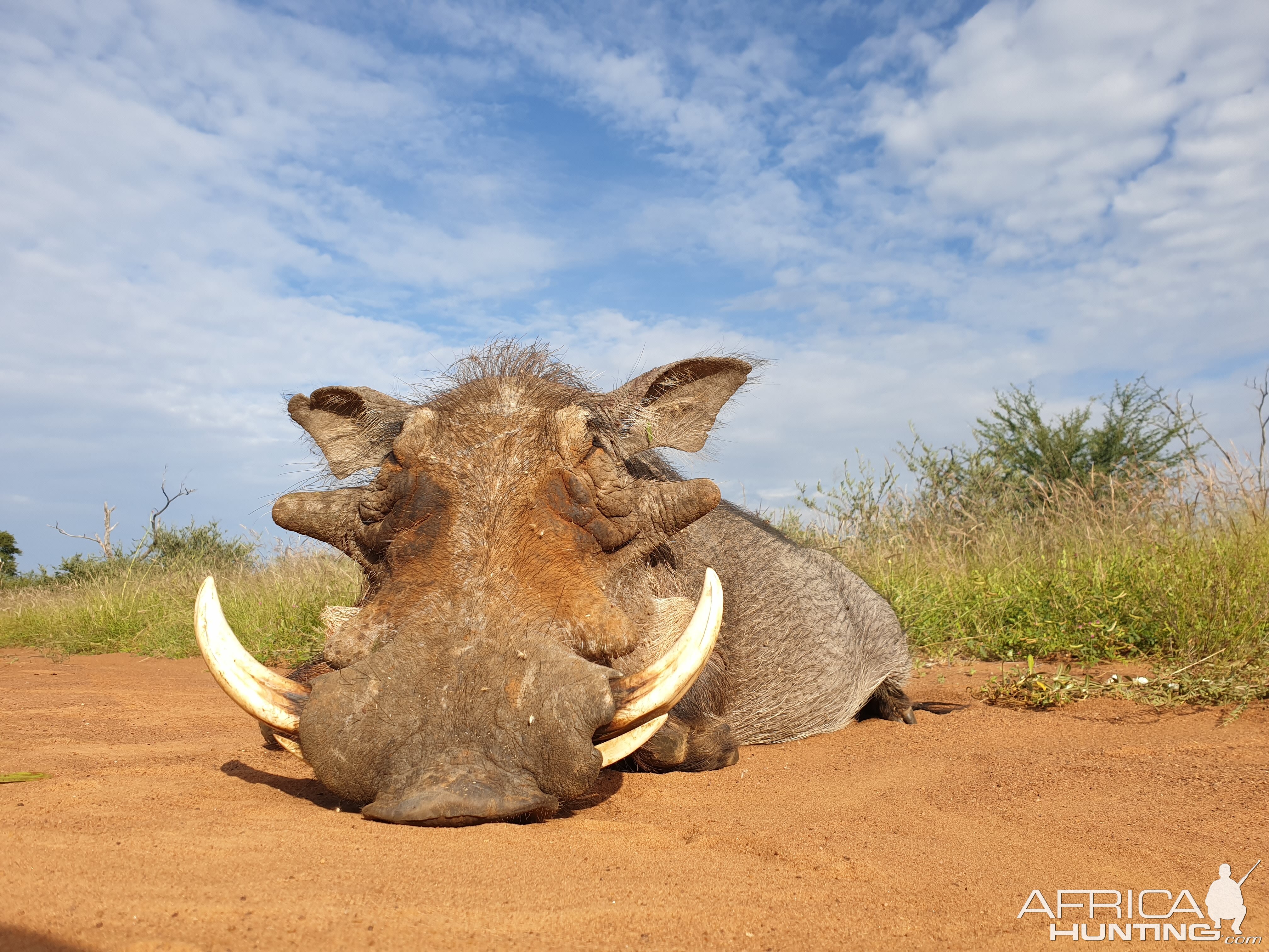 South Africa Hunting Warthog in South Africa