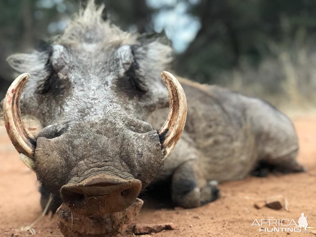 South Africa Hunting Warthog