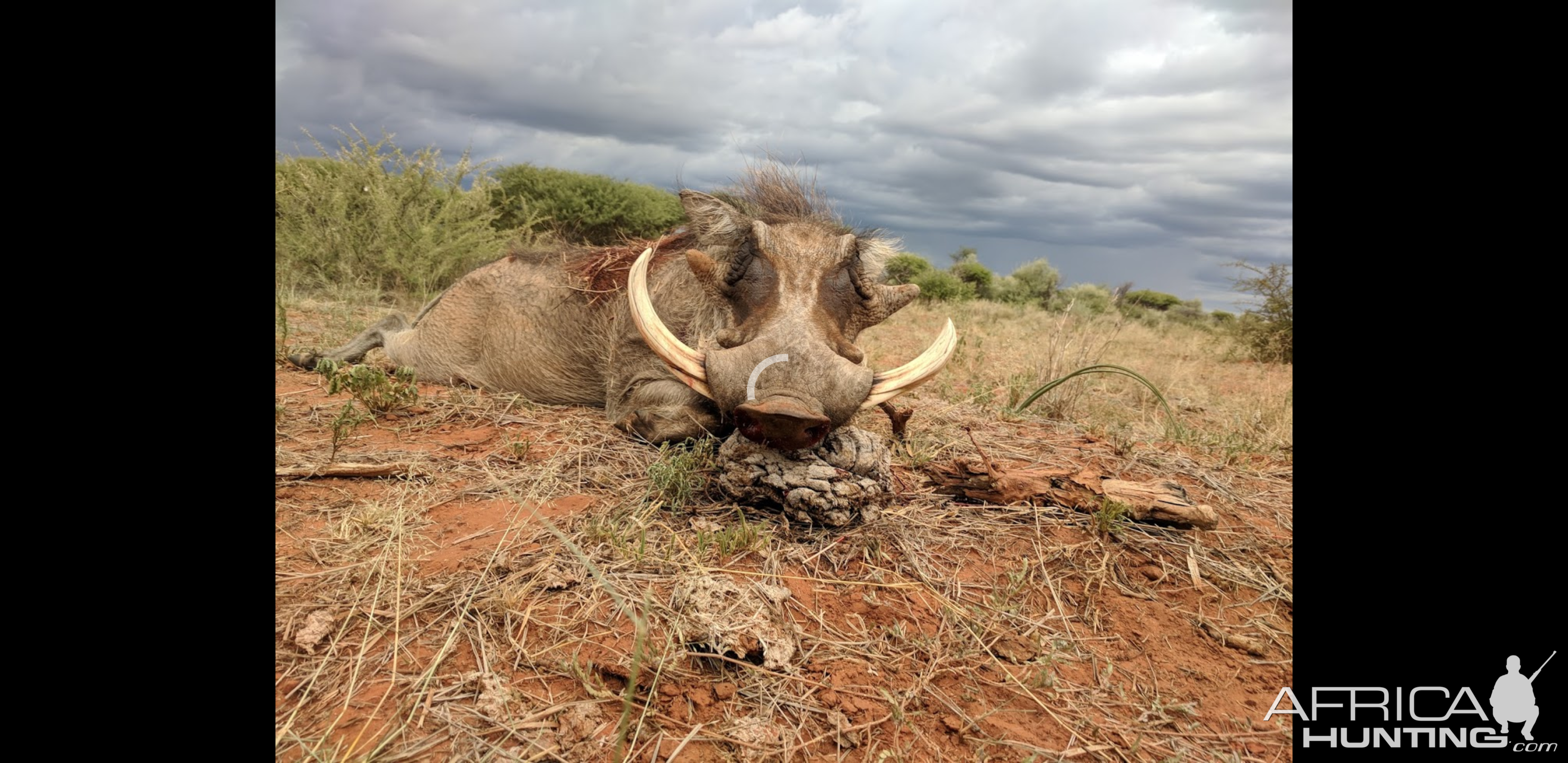 South Africa Hunting Warthog