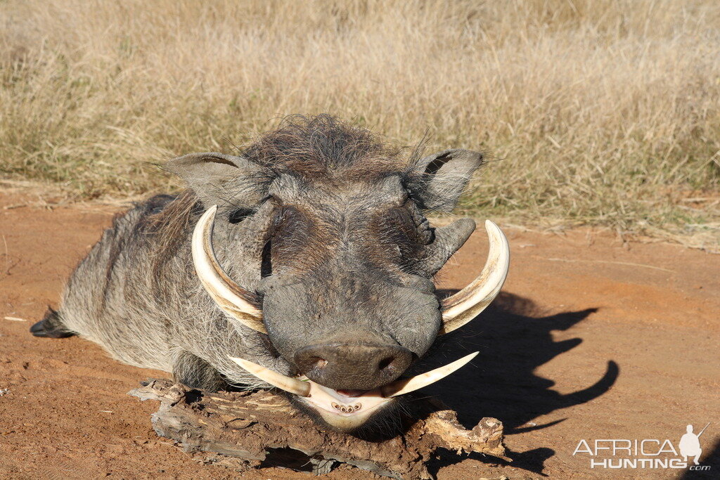 South Africa Hunting Warthog