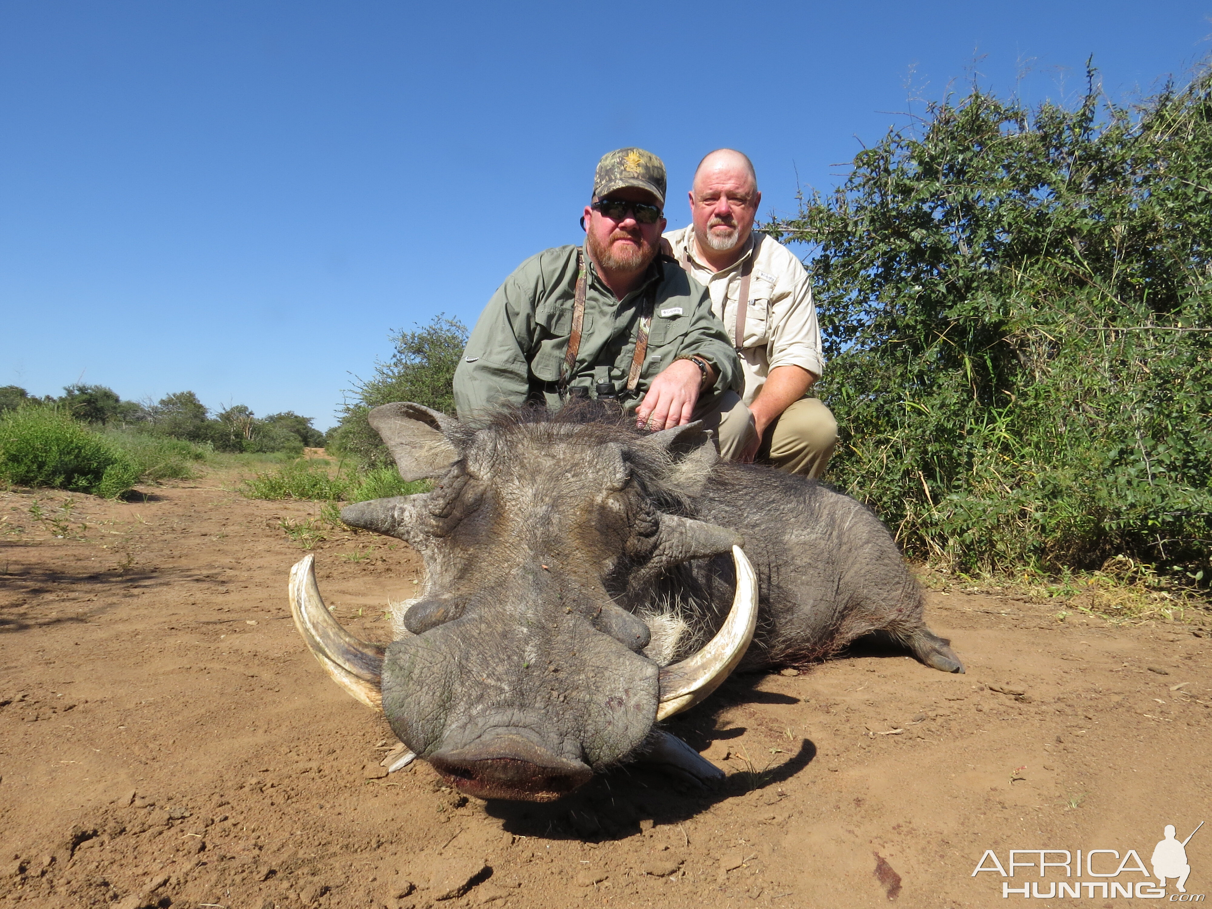 South Africa Hunting Warthog