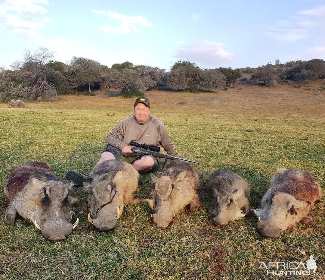 South Africa Hunting Warthog