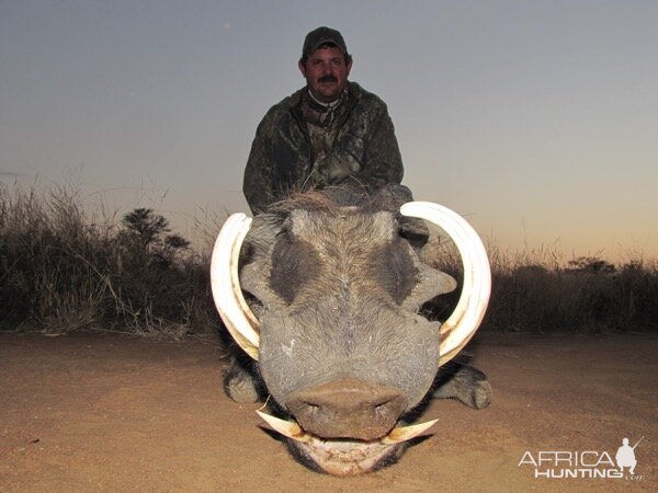 South Africa Hunting Warthog