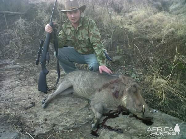 South Africa Hunting Warthog