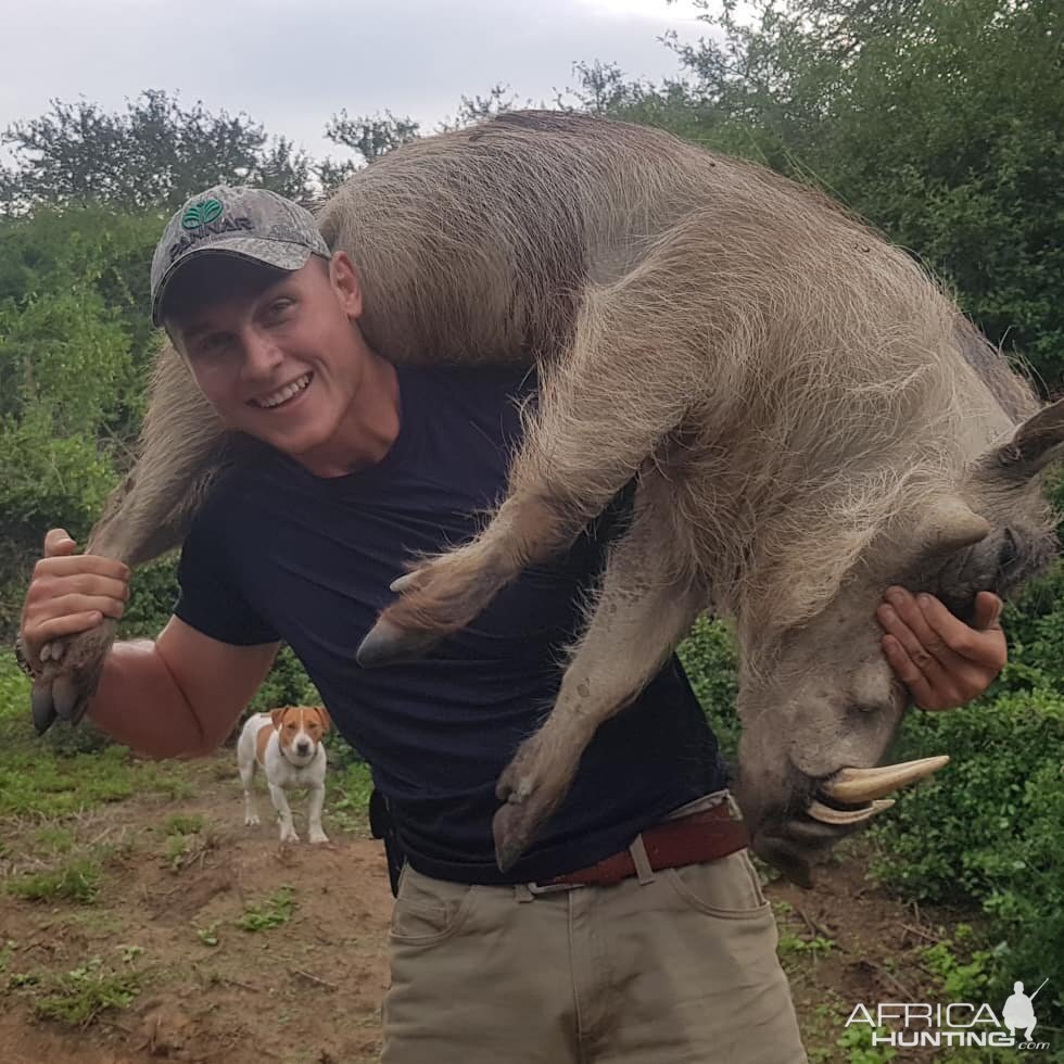 South Africa Hunting Warthog