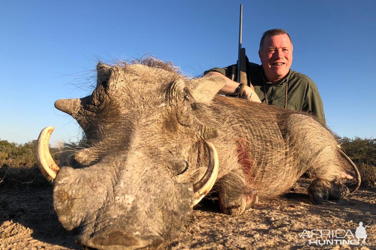 South Africa Hunting Warthog