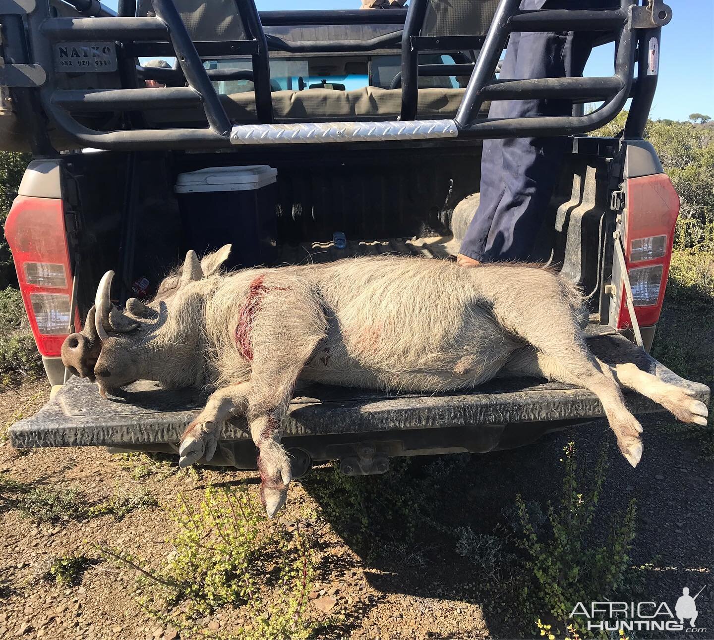 South Africa Hunting Warthog