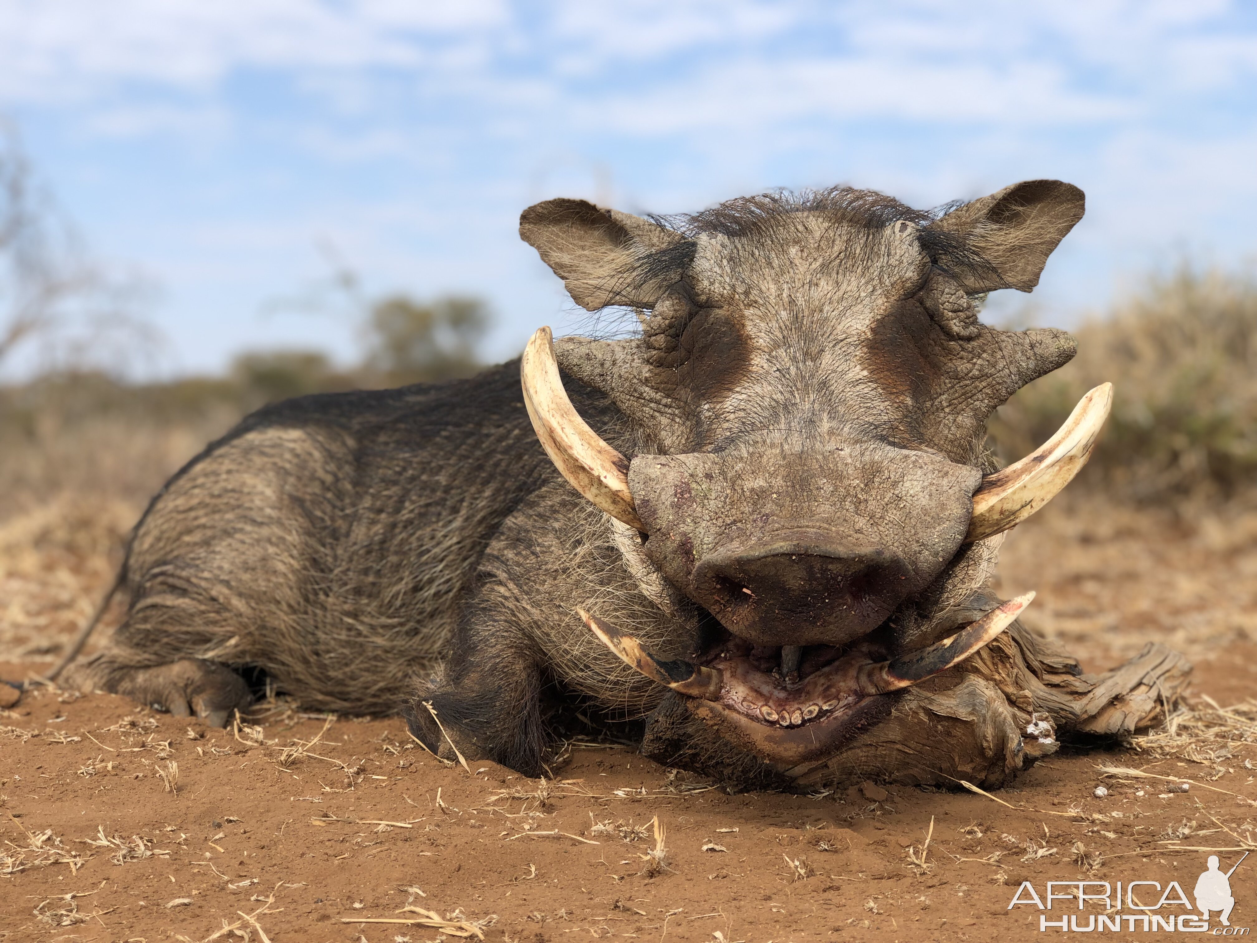 South Africa Hunting Warthog