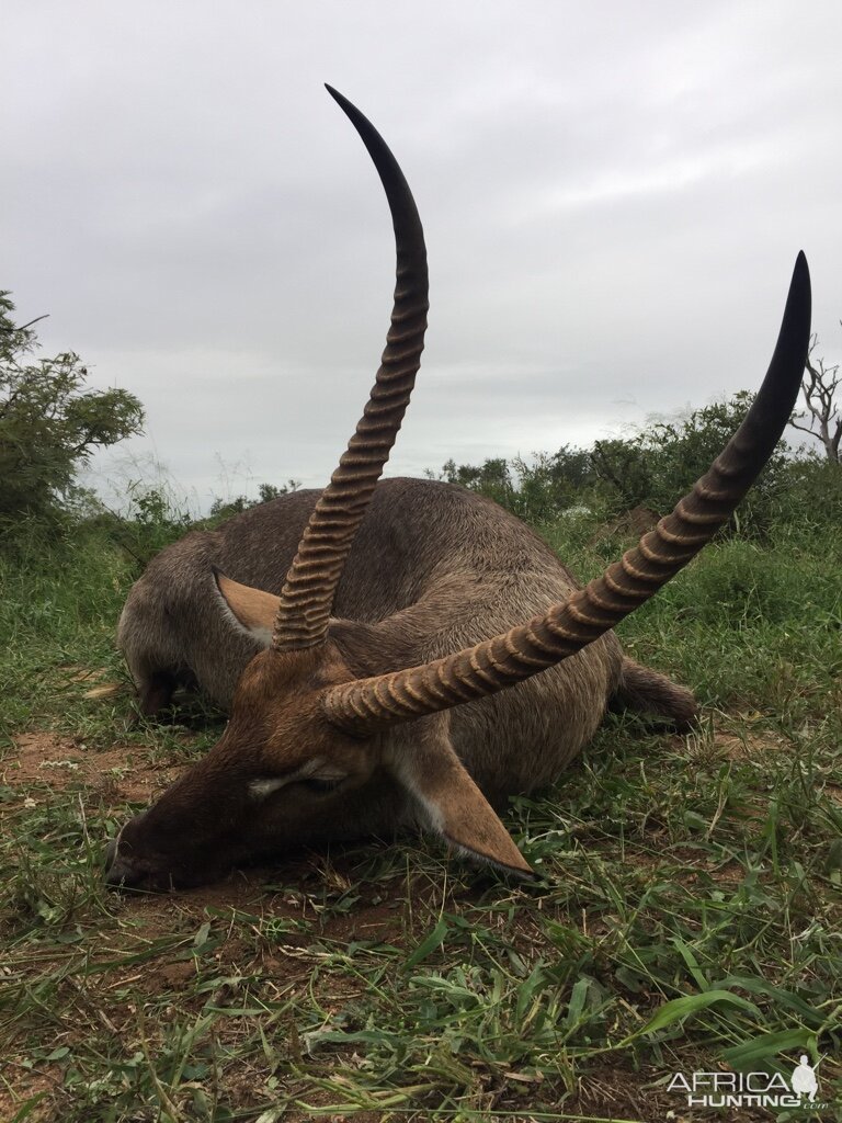 South Africa Hunting Waterbuck