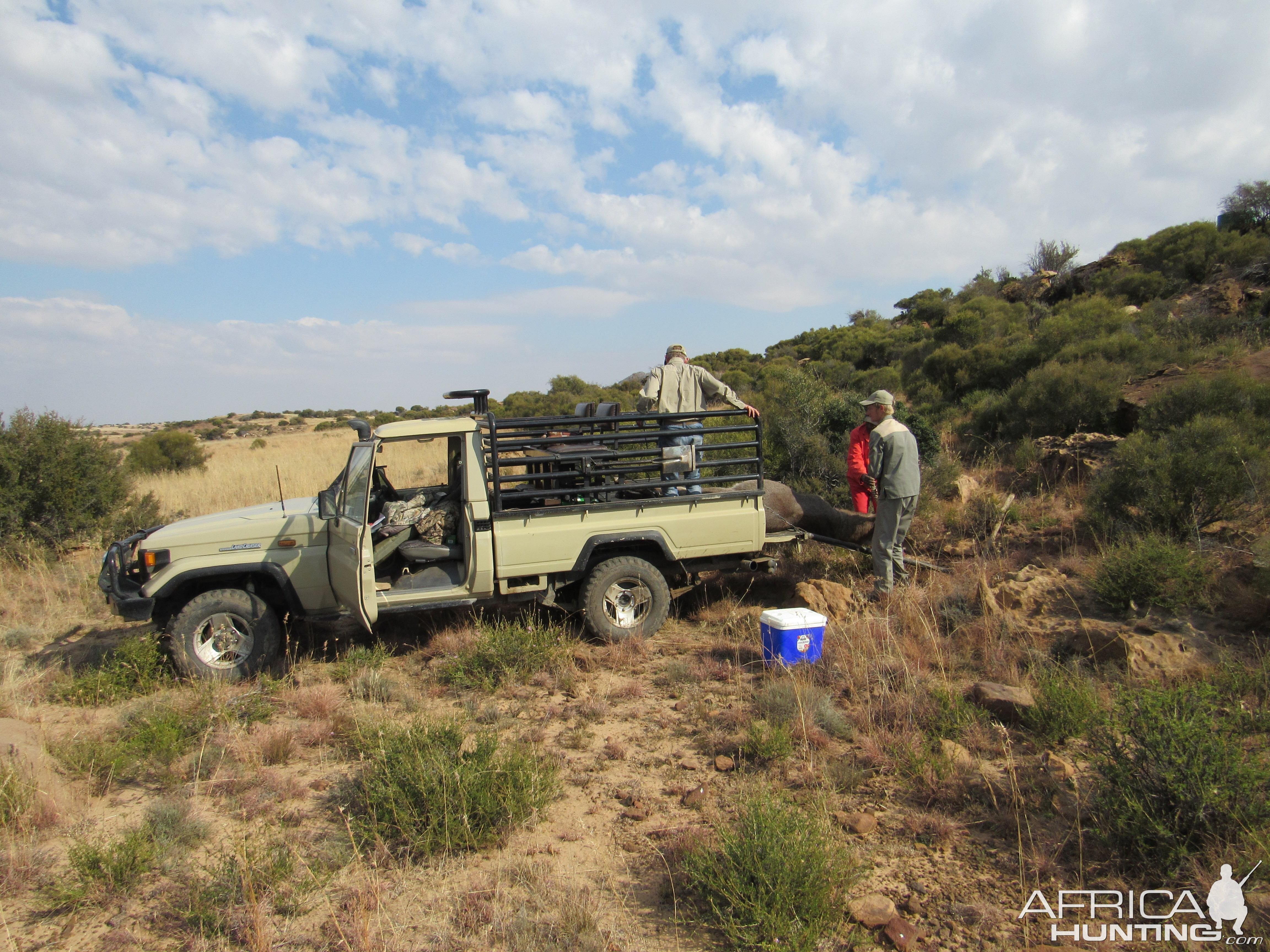 South Africa Hunting Waterbuck