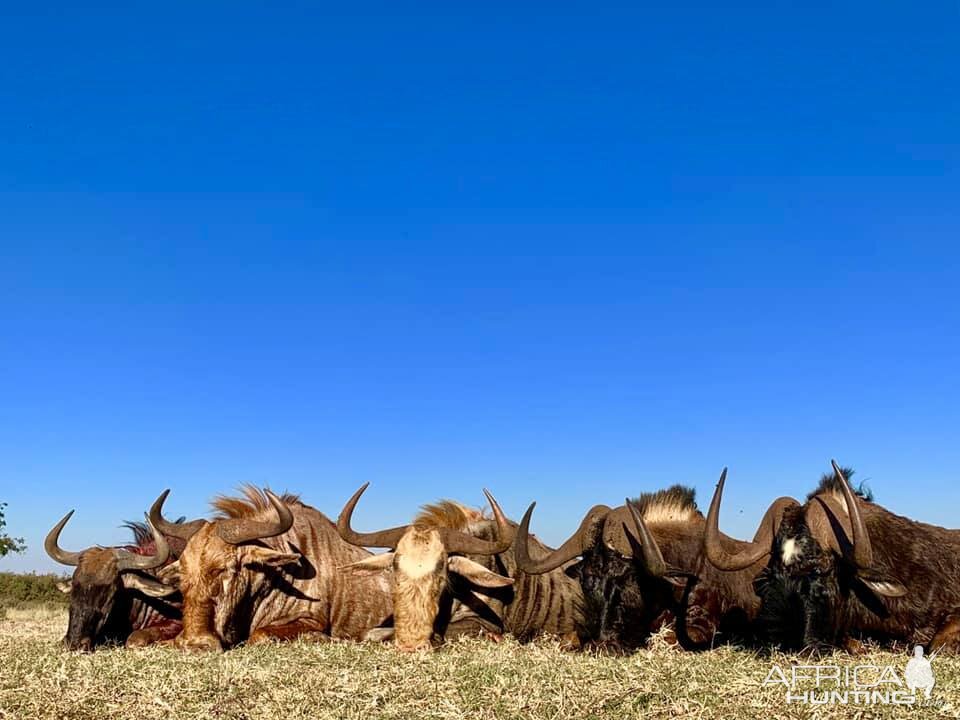 South Africa Hunting Wildebeest Slam