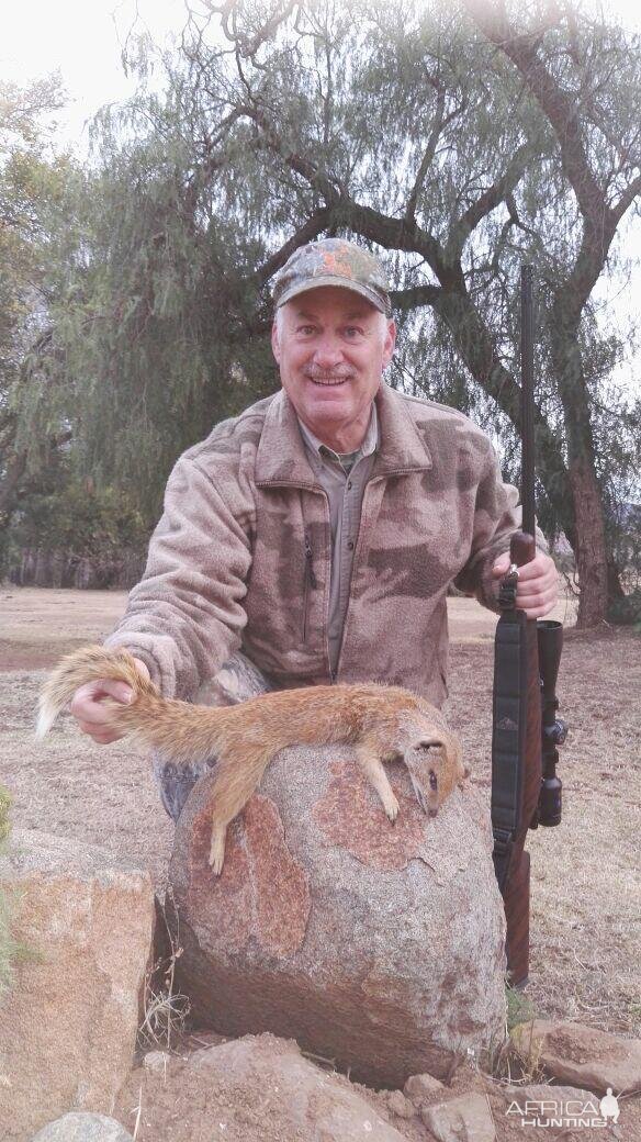 South Africa Hunting Yellow Mongoose