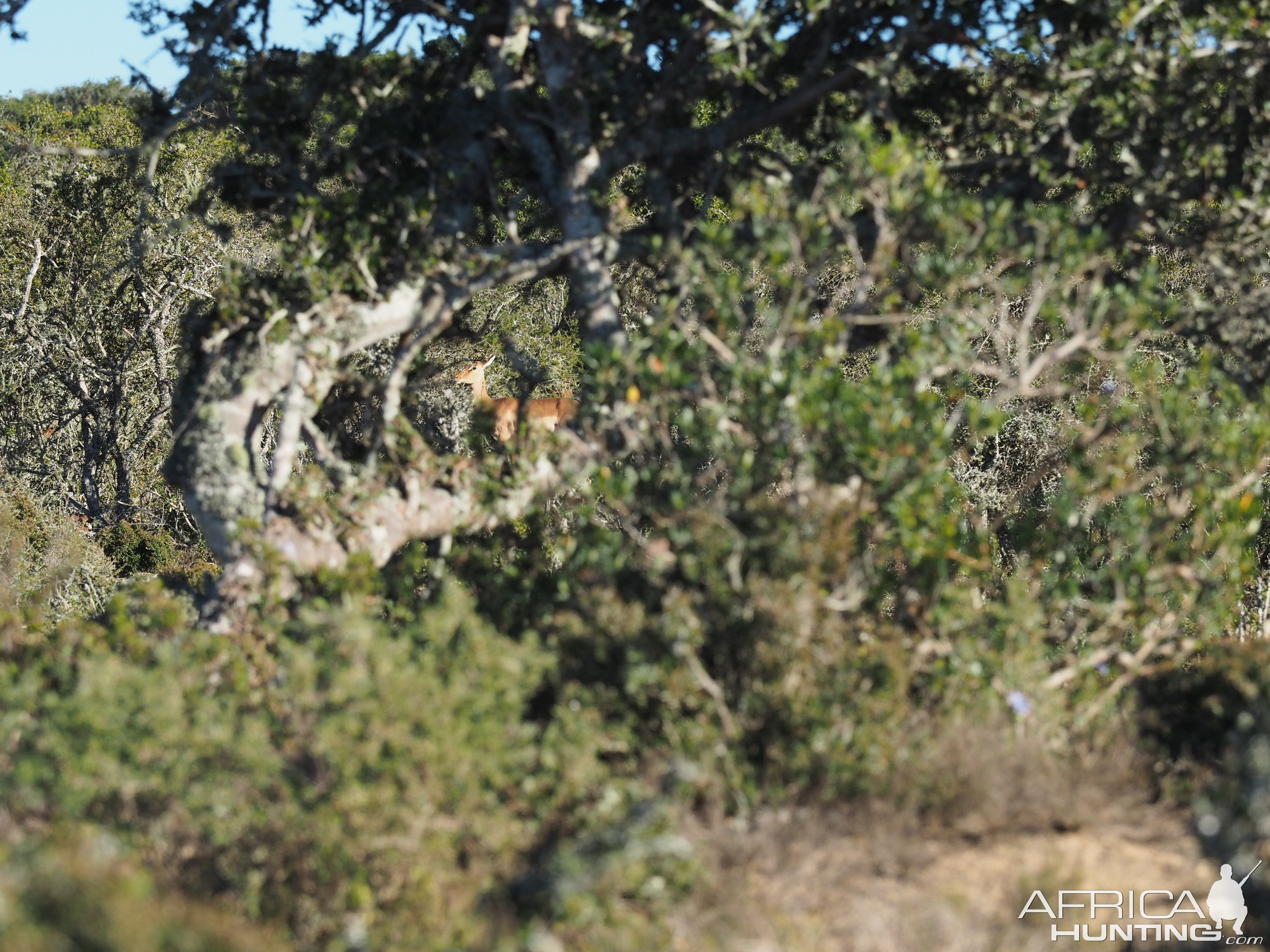 South Africa Impala