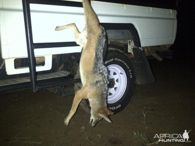 South Africa Jackal Culling & Varmint hunting