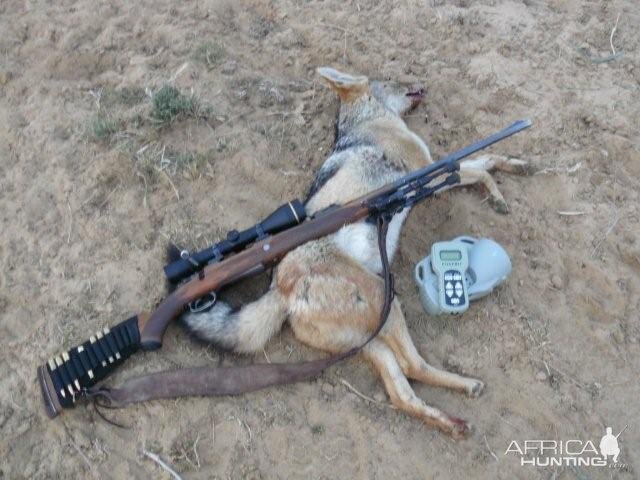 South Africa Jackal Culling & Varmint hunting