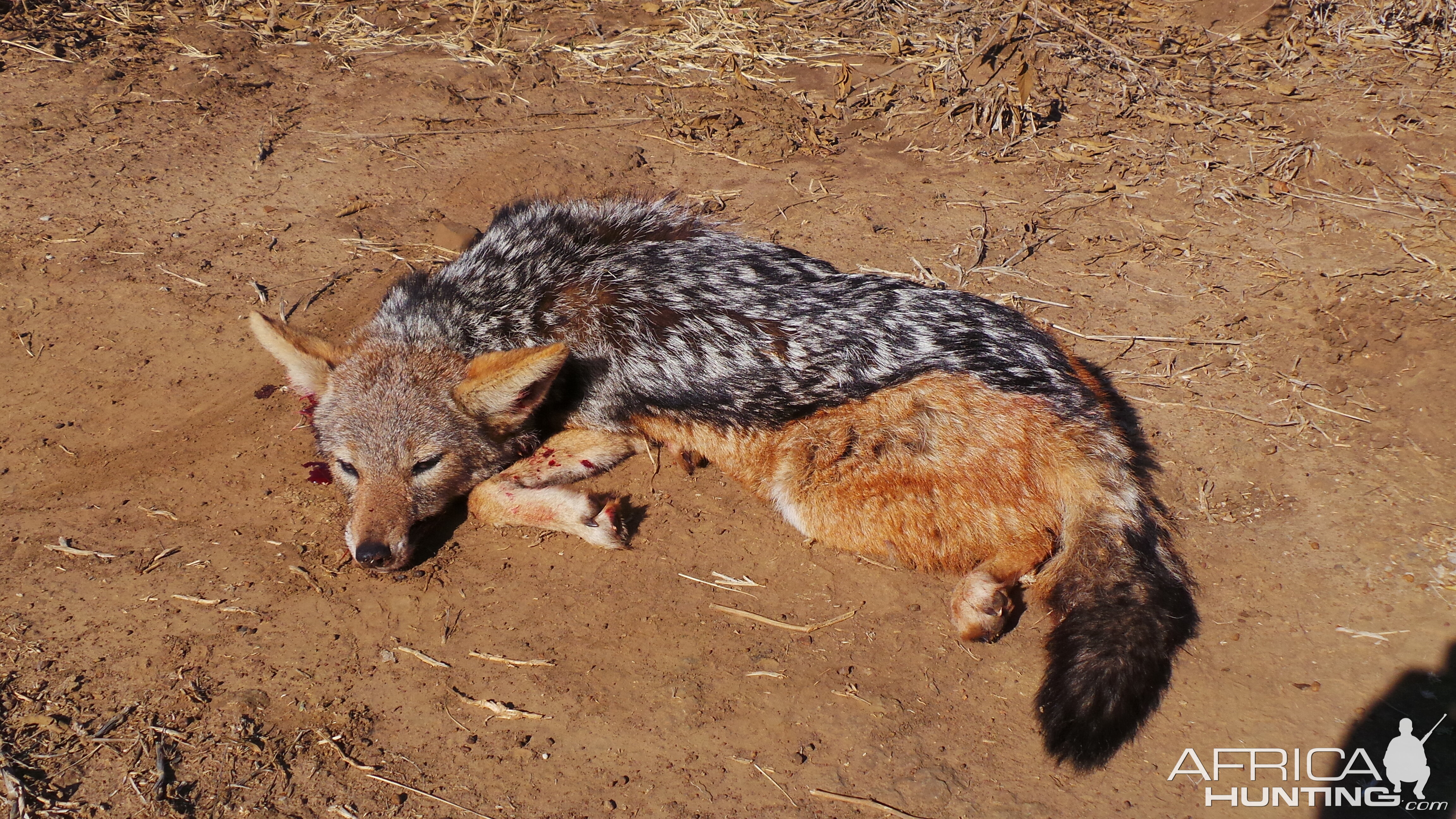 South Africa Jackal Hunting