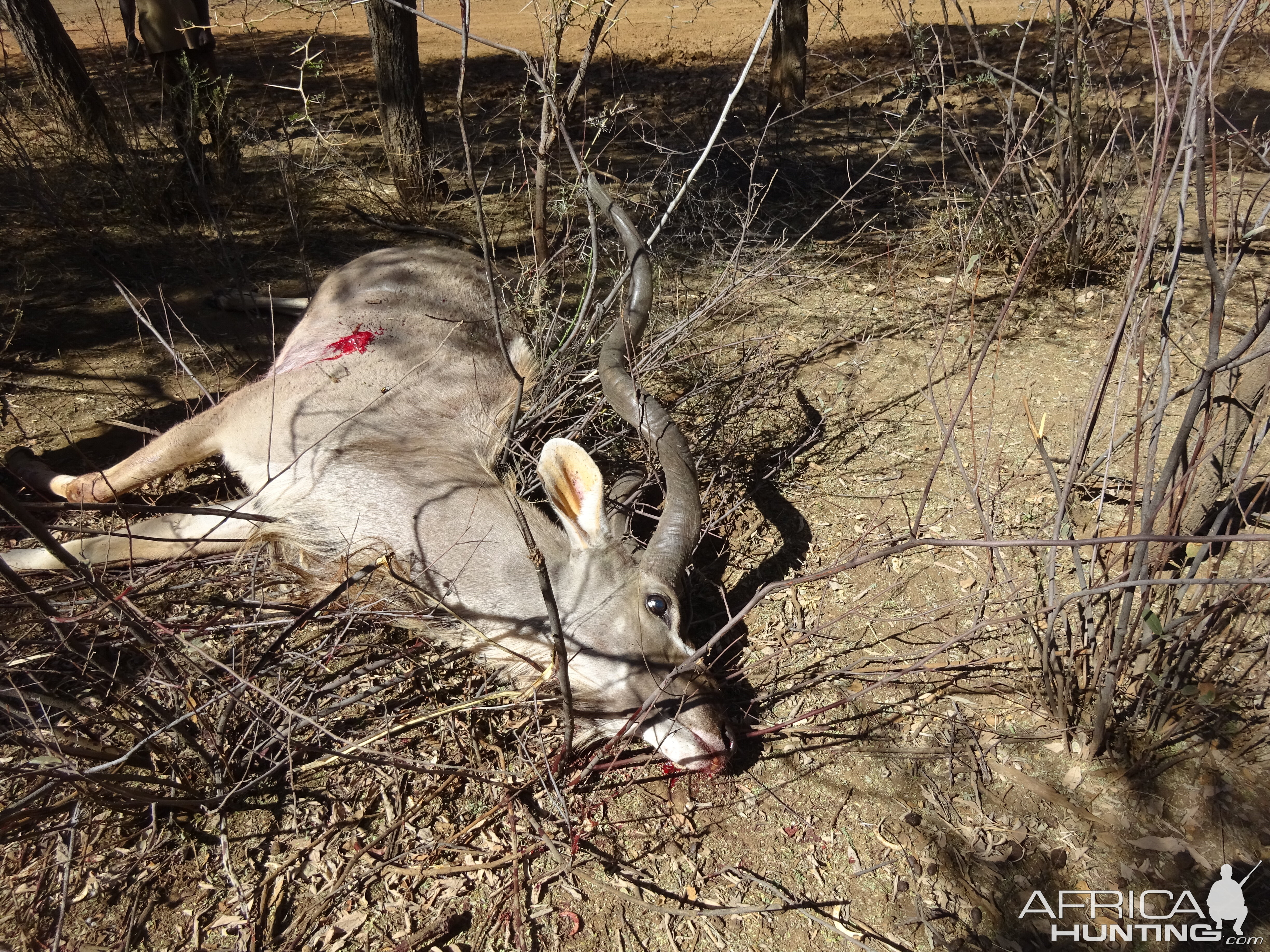 South Africa Kudu Bow Hunting