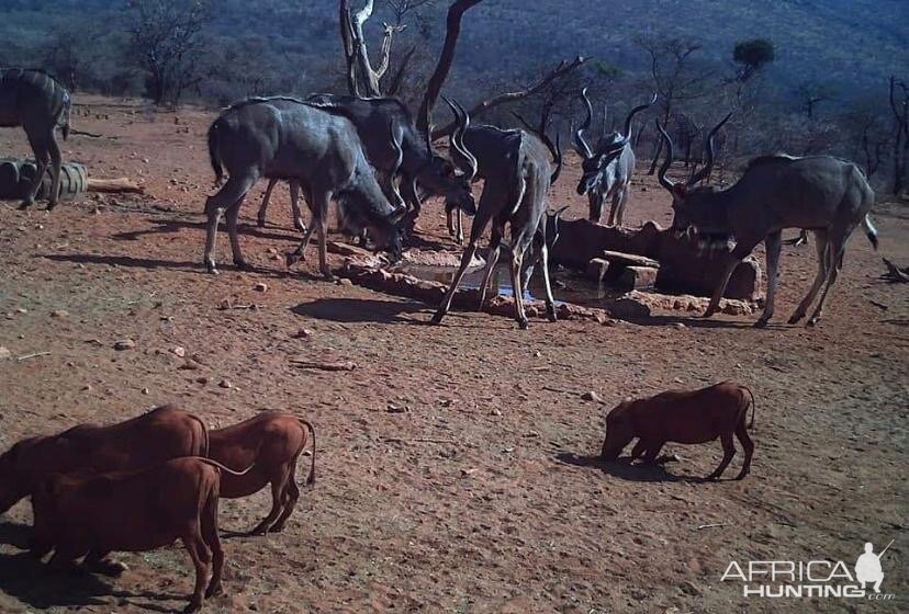 South Africa Kudu & Warthog Trail Cam Pictures