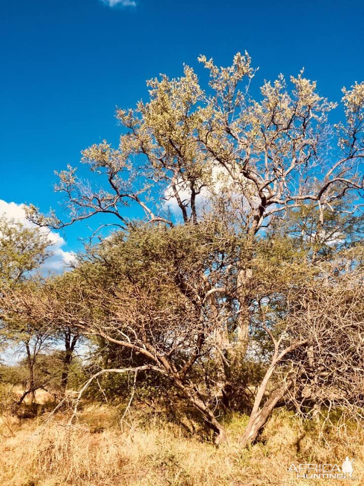 South Africa Landscape