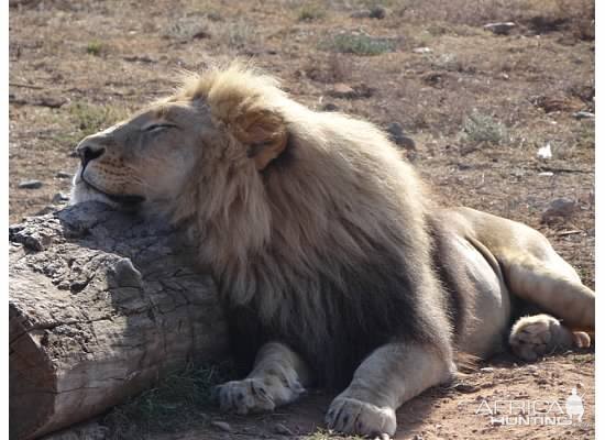 South Africa Lion