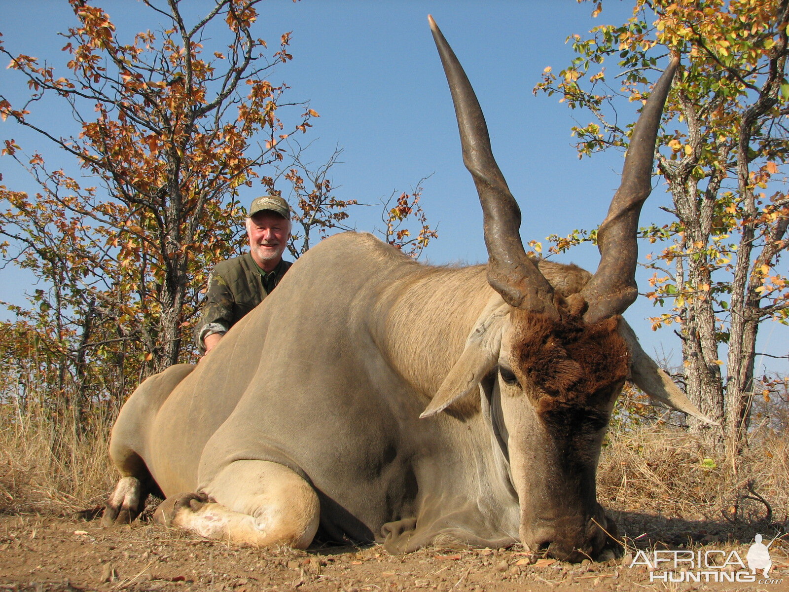 South Africa Livingstone Eland, bow kill