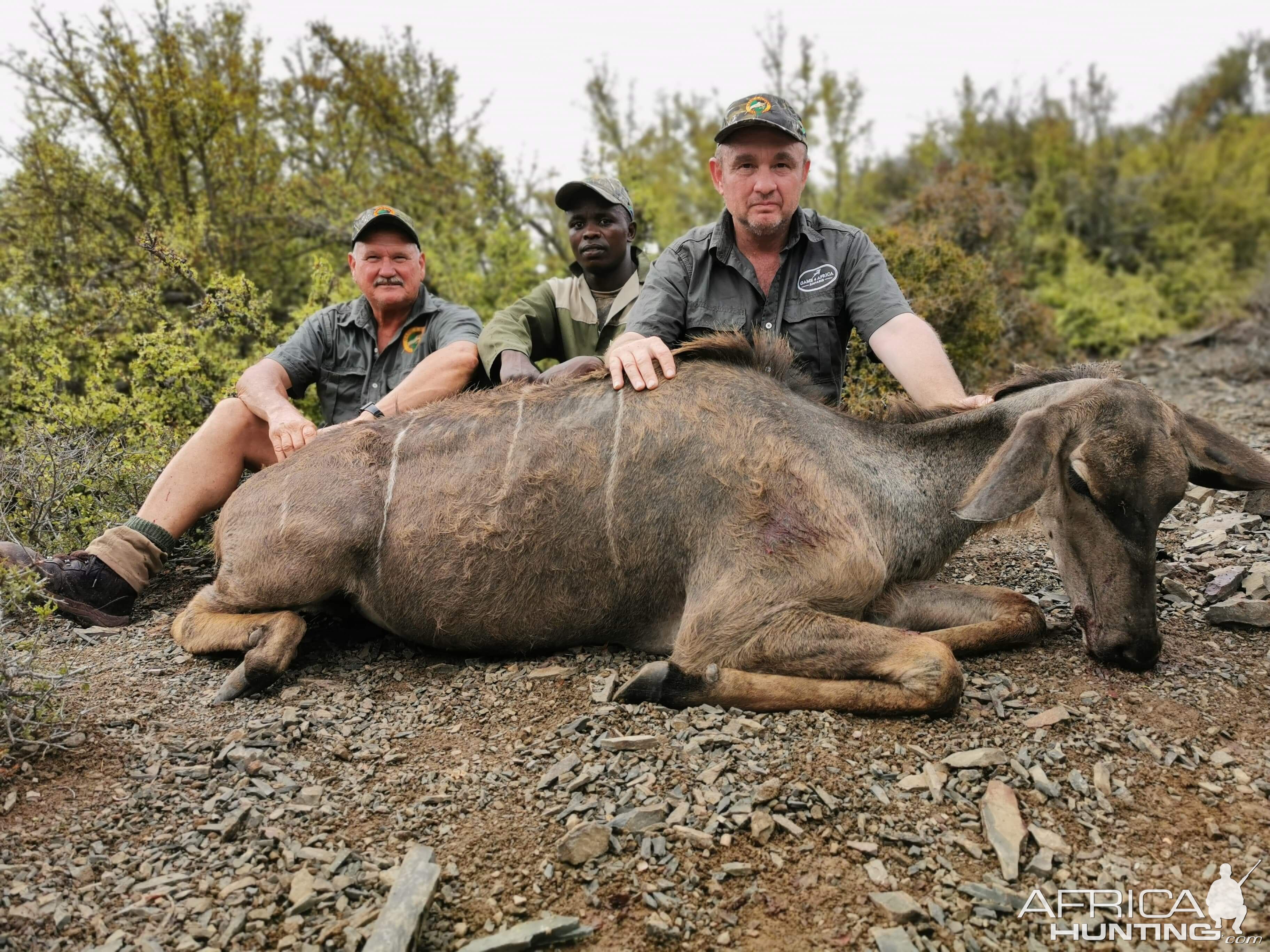 South Africa Management Hunting Kudu