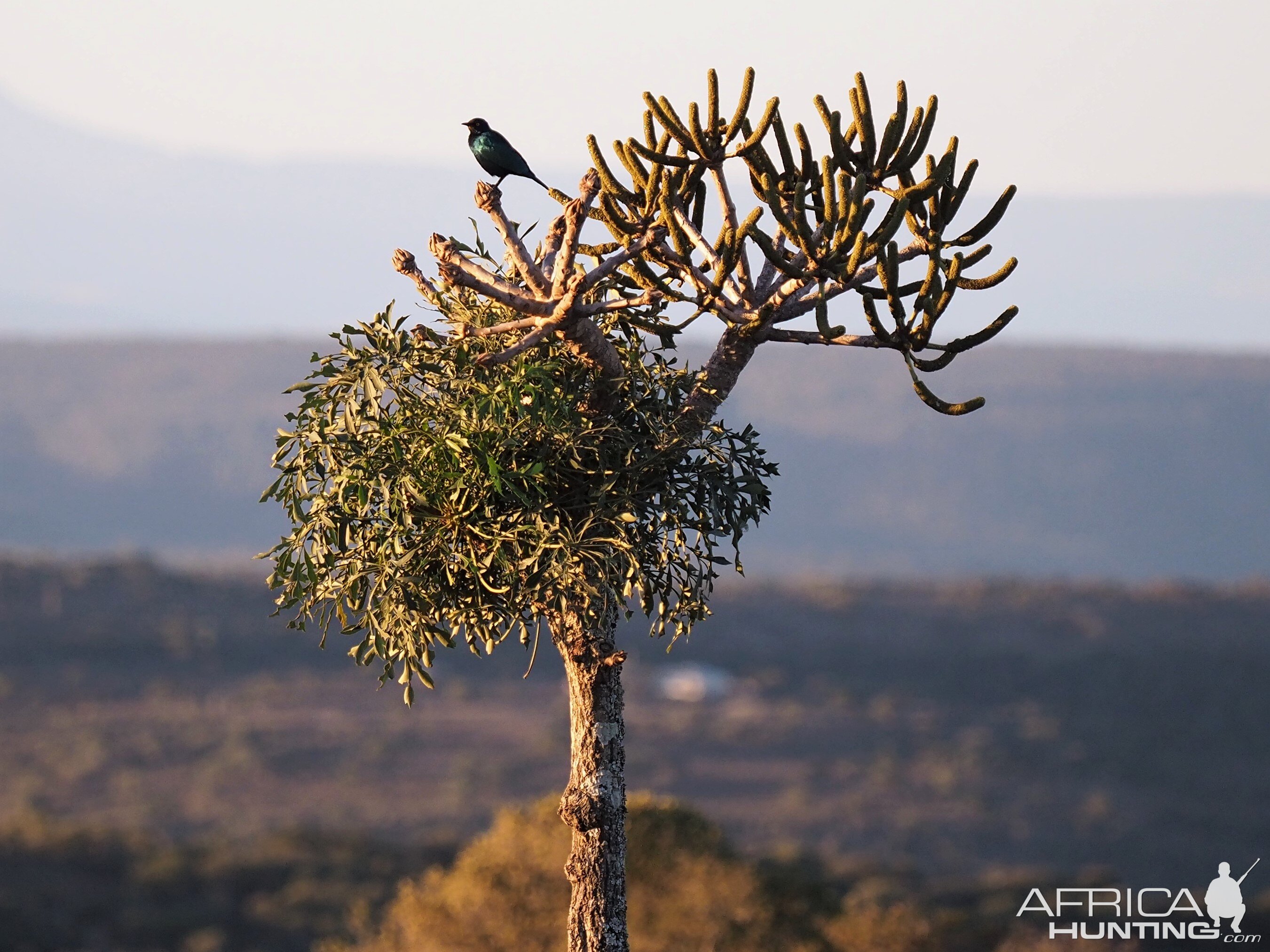 South Africa Nature & Birdlife