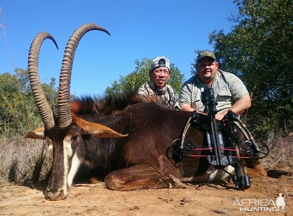 South Africa Sable Antelope Cross Bow Hunt