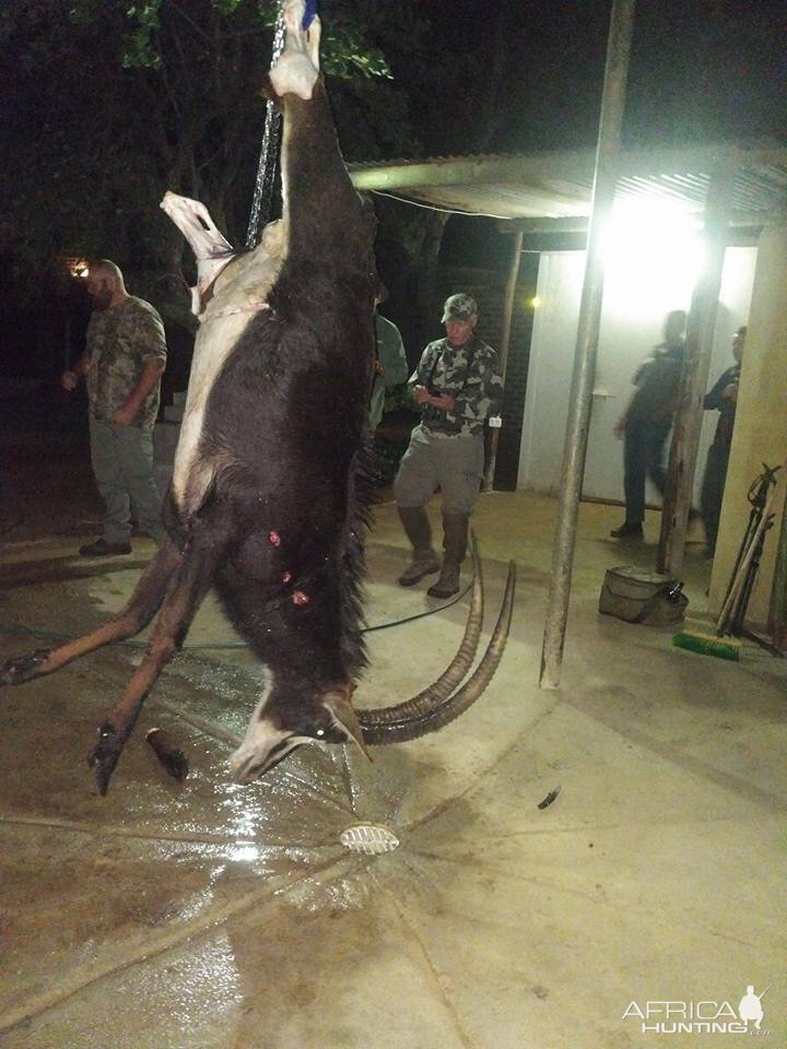 South Africa Sable Antelope Hunt