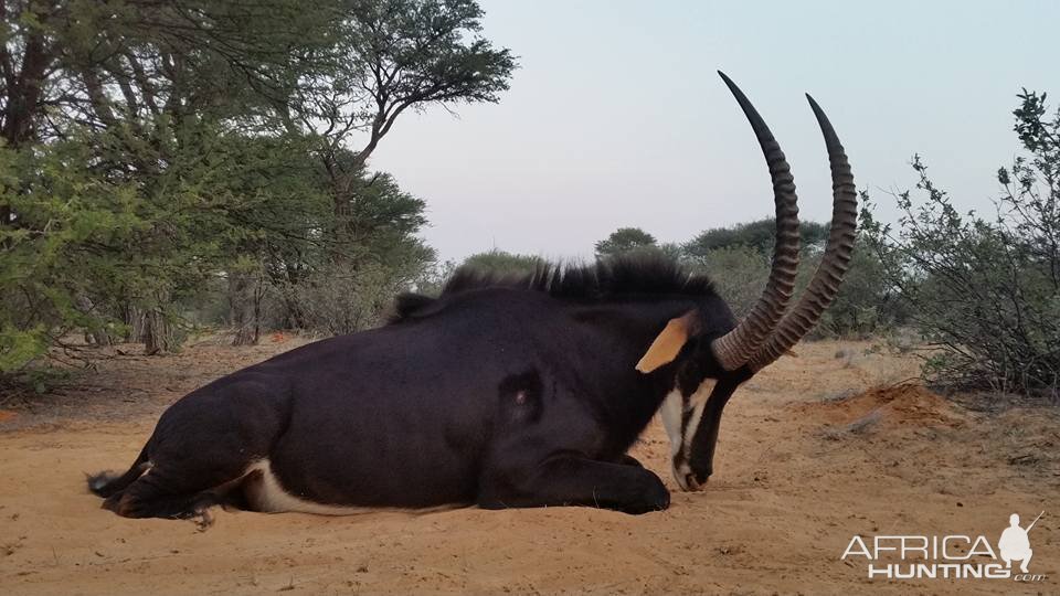 South Africa Sable Hunt