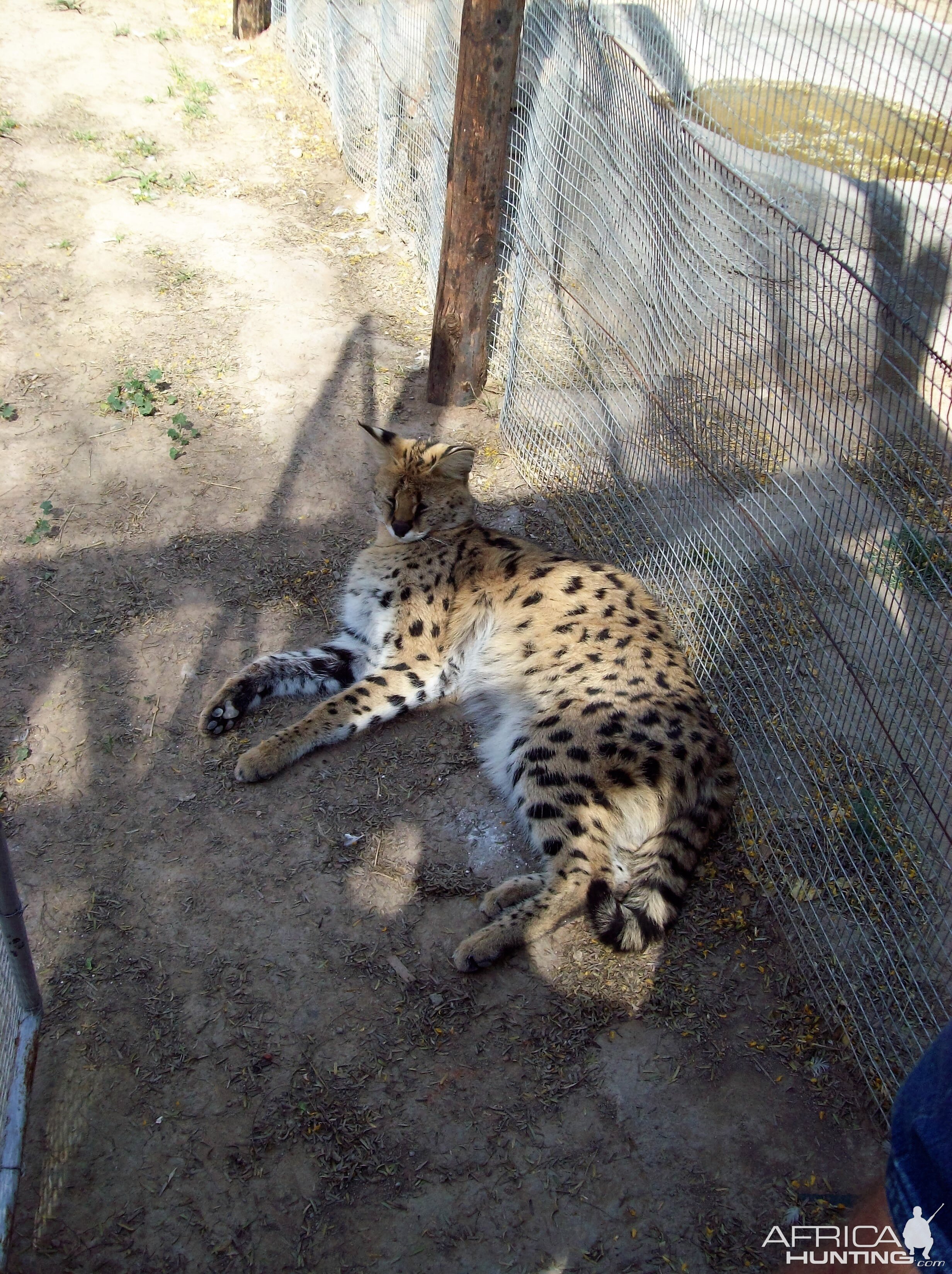 South Africa Serval Cat