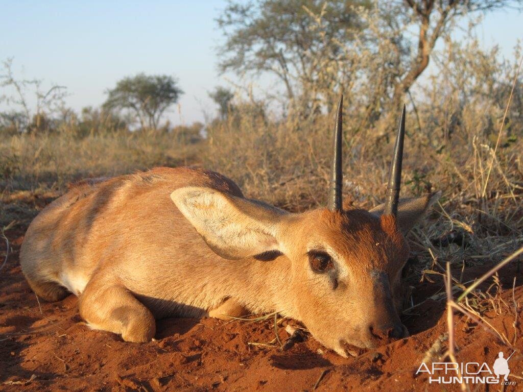 South Africa Steenbuck Hunting