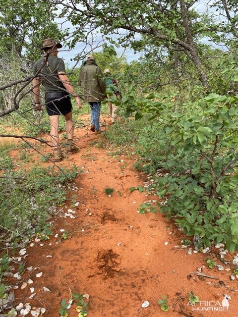 South Africa Tracking Blue Wildebeest