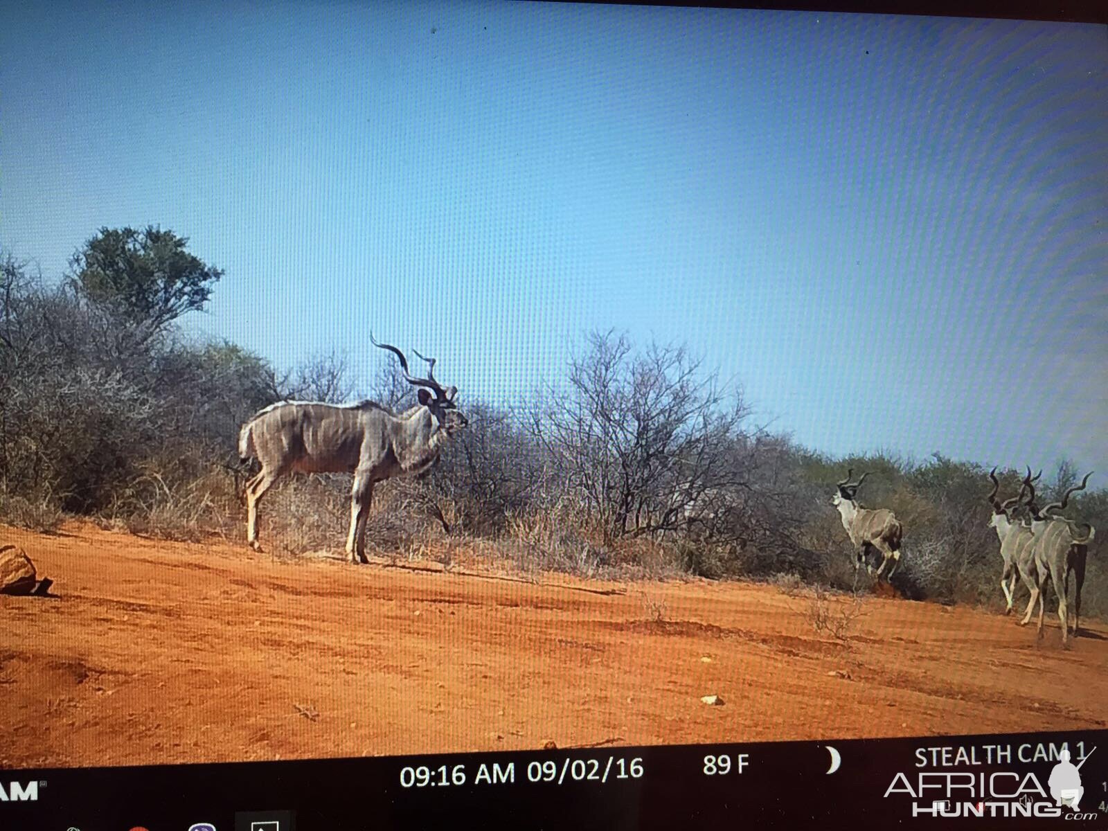 South Africa Trail Cam Kudu