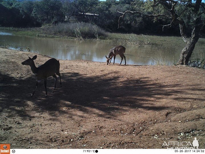 South Africa Trail Cam Nyala