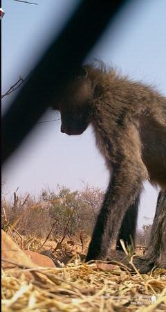 South Africa Trail Cam Pictures Baboon