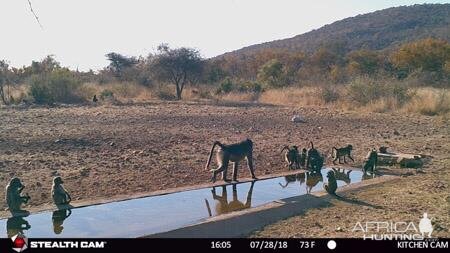 South Africa Trail Cam Pictures Baboon