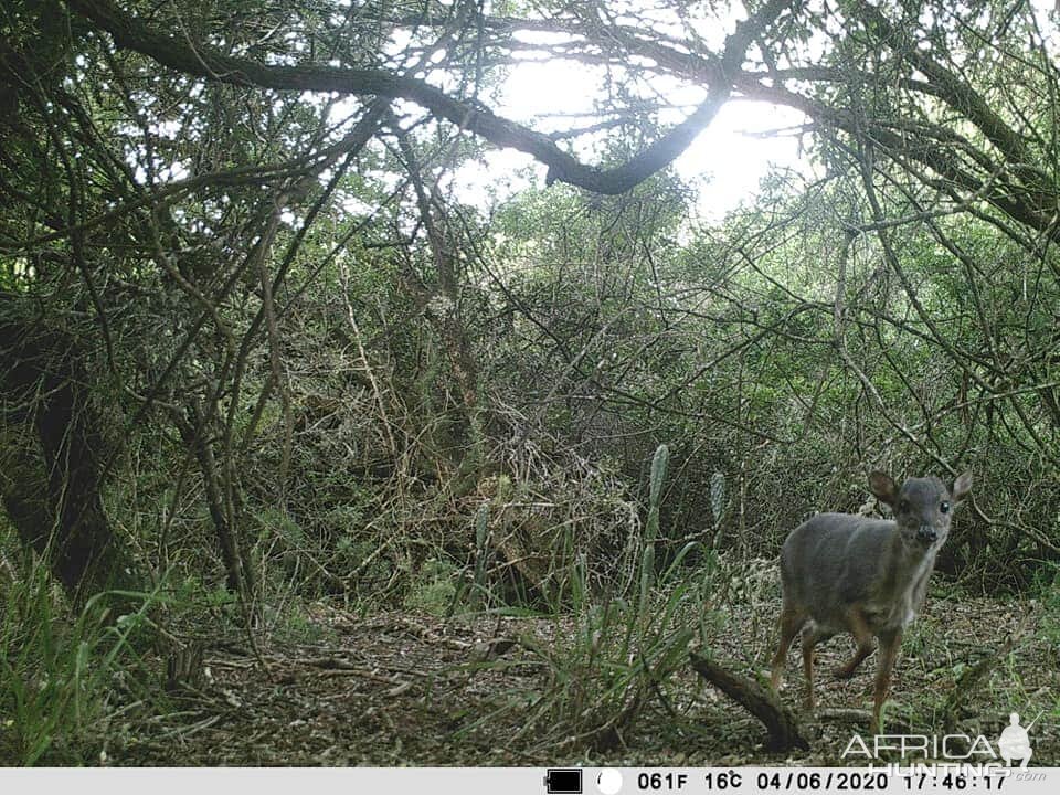 South Africa Trail Cam Pictures Blue Duiker