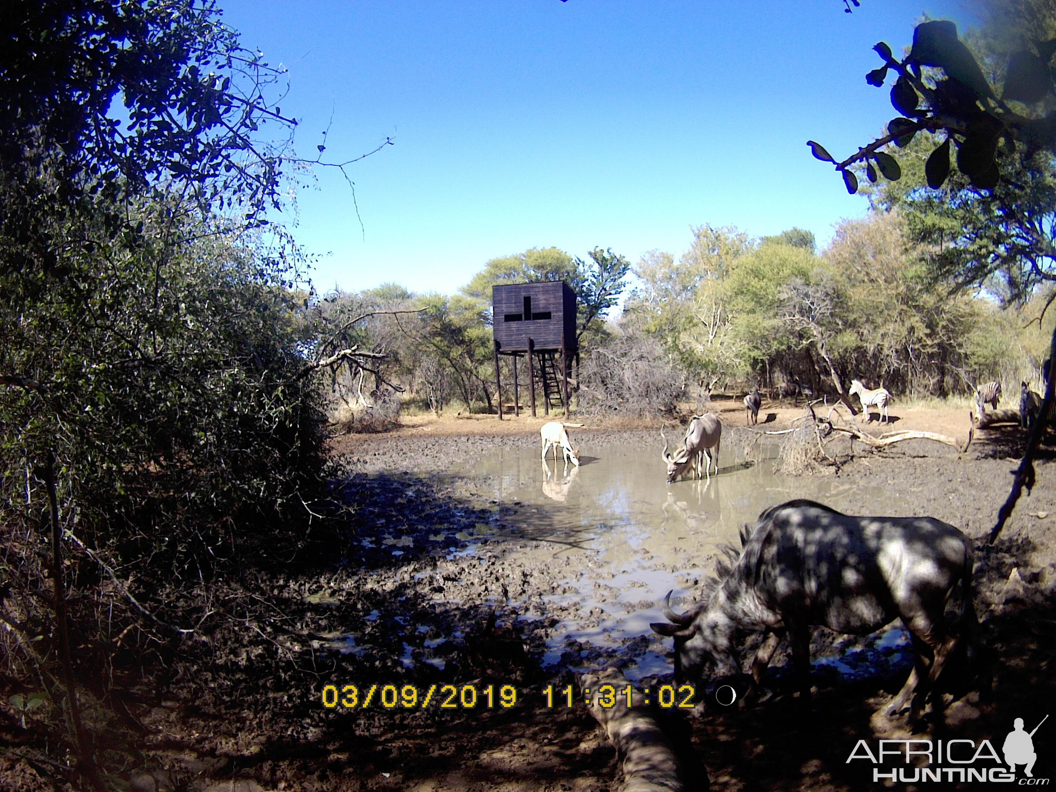 South Africa Trail Cam Pictures Blue Wildebeest & Kudu