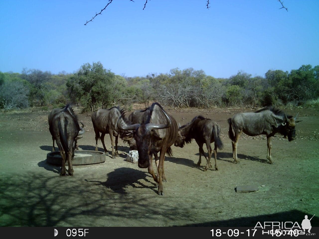 South Africa Trail Cam Pictures Blue Wildebeest