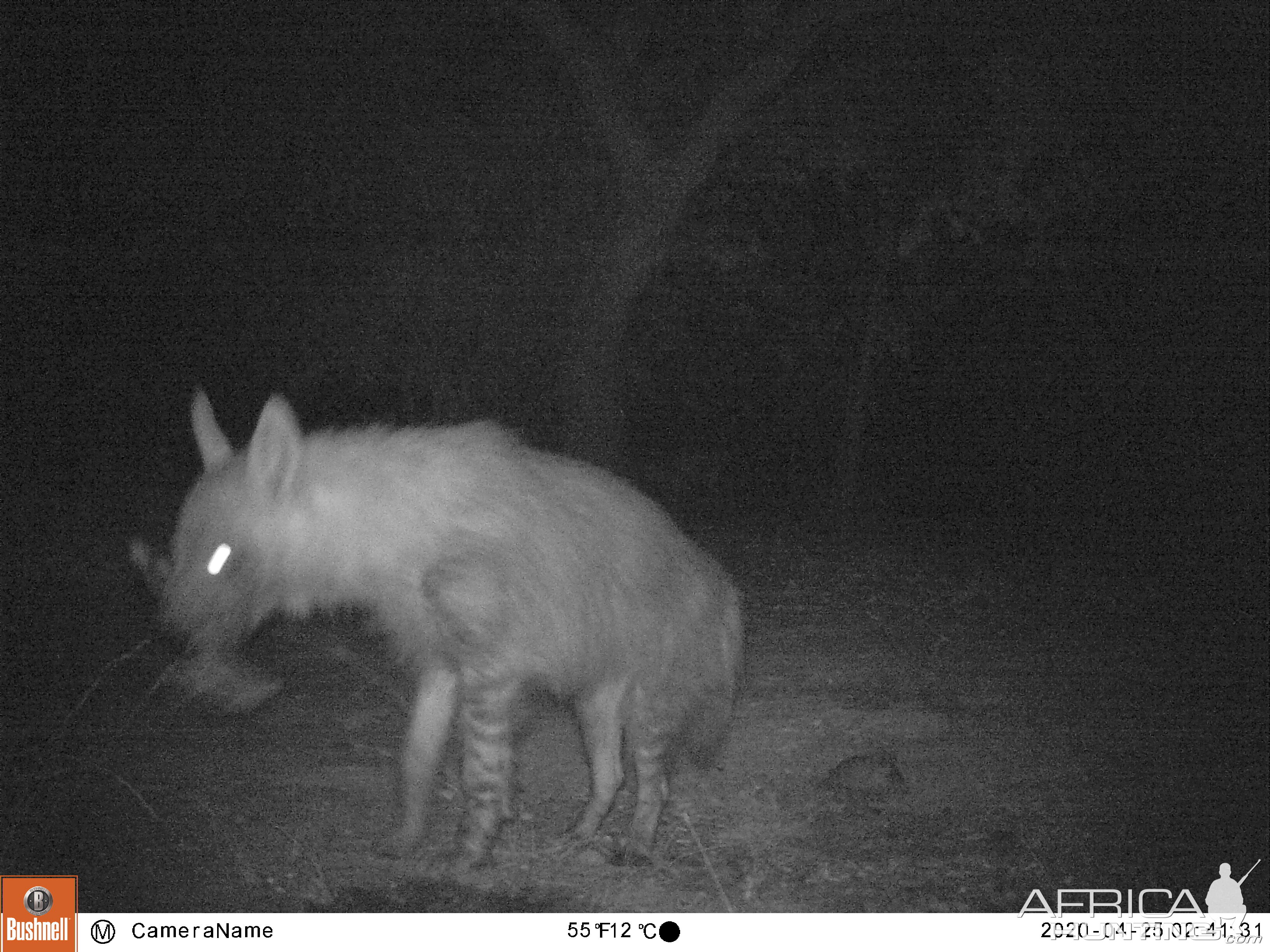 South Africa Trail Cam Pictures Brown Hyena