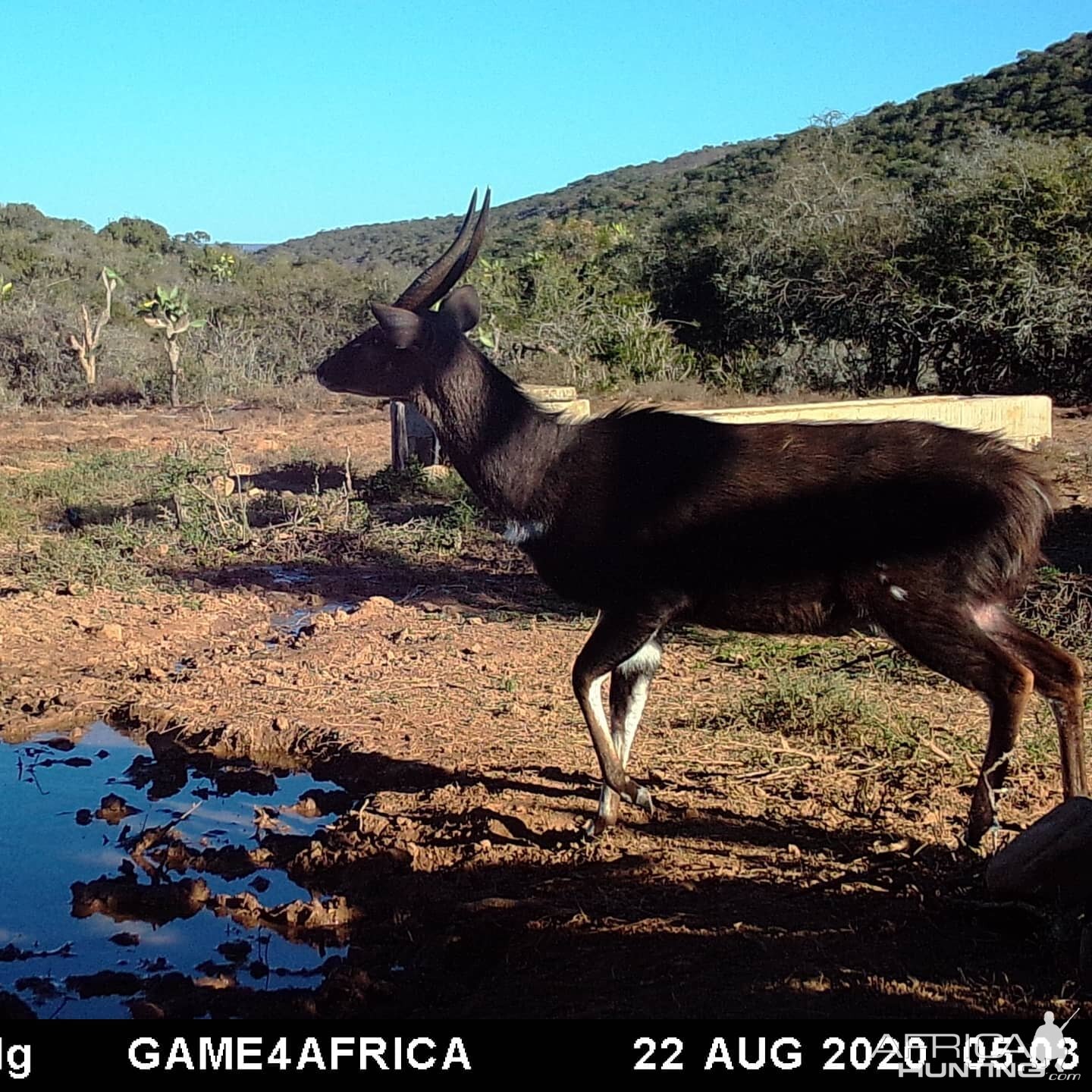 South Africa Trail Cam Pictures Bushbuck