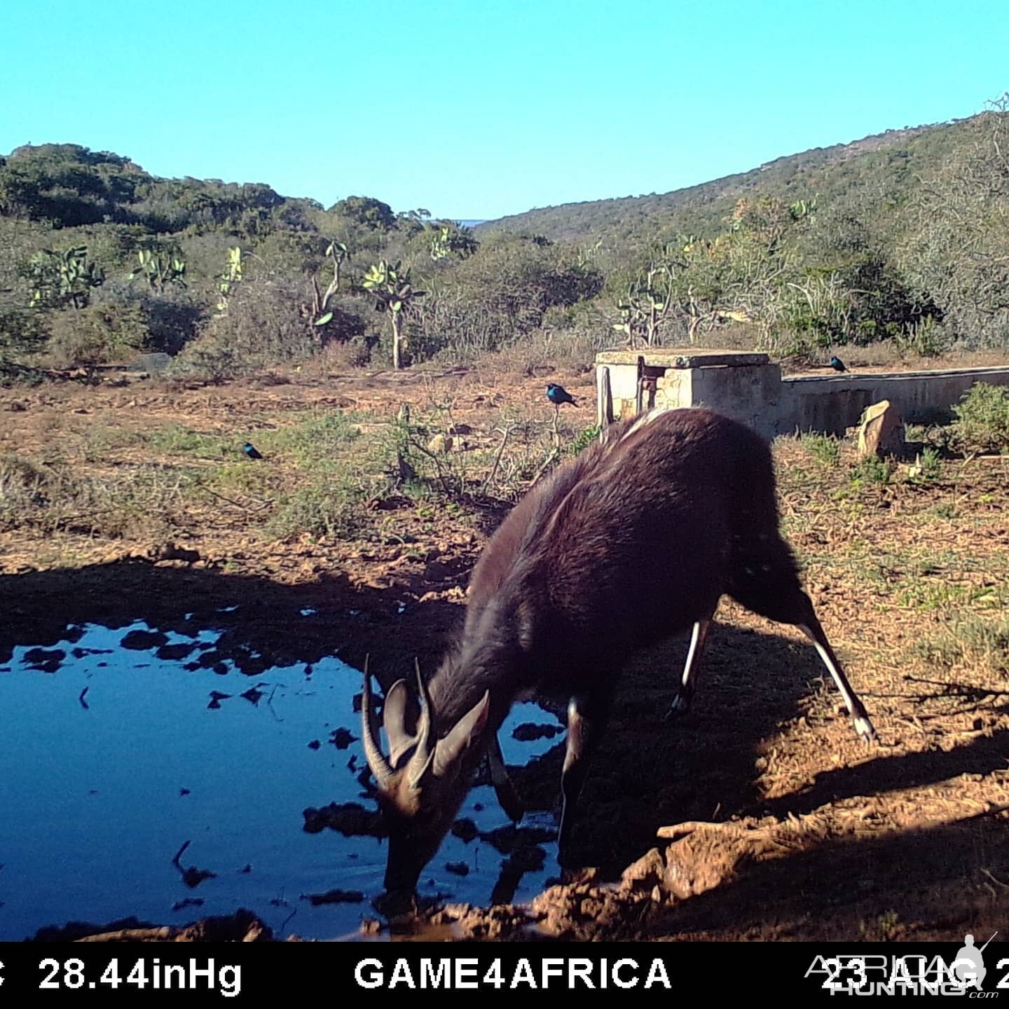 South Africa Trail Cam Pictures Bushbuck