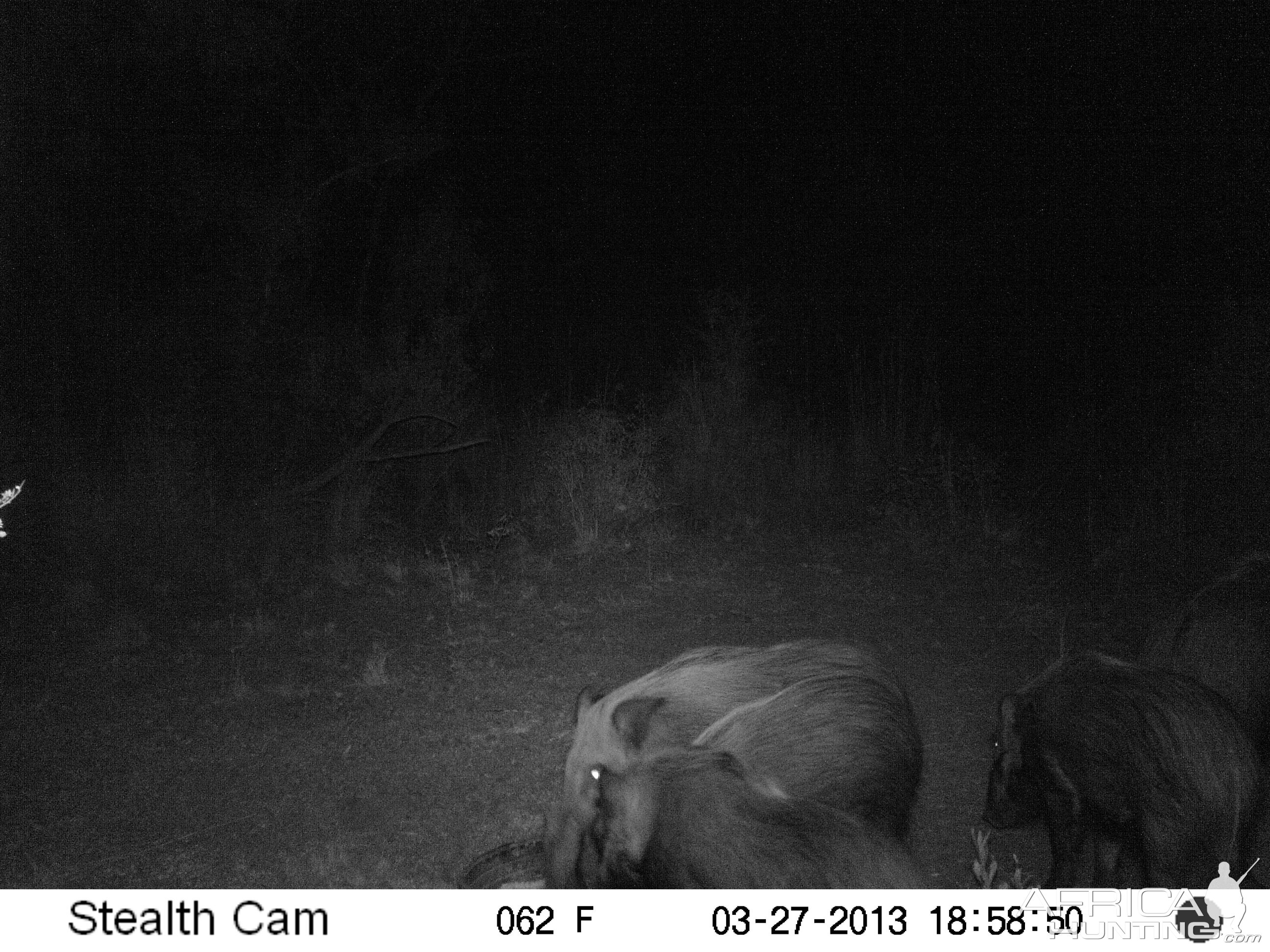 South Africa Trail Cam Pictures Bushpig