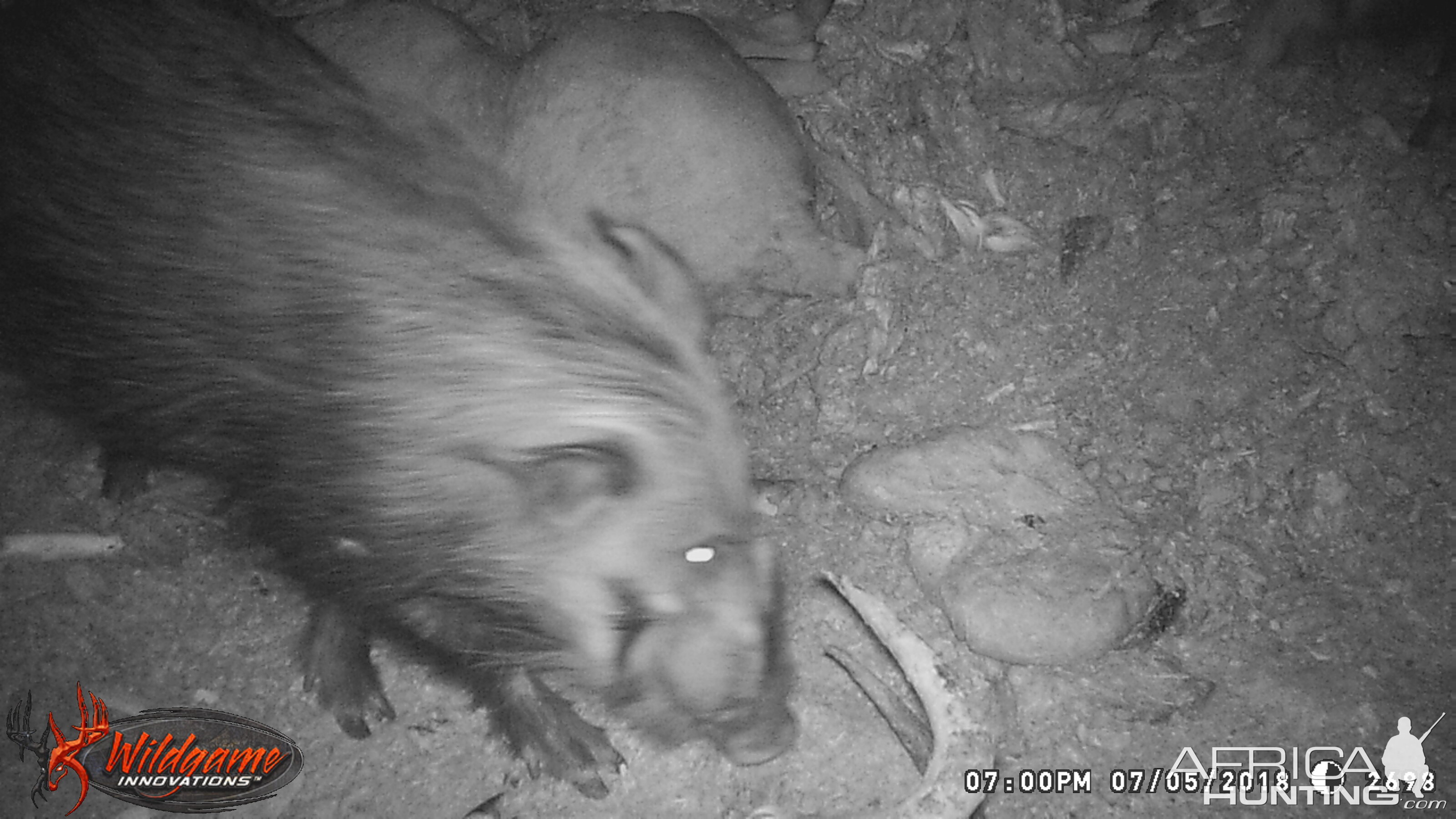 South Africa Trail Cam Pictures Bushpig