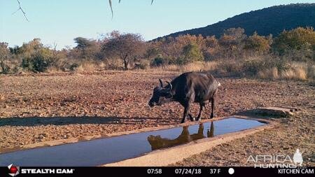 South Africa Trail Cam Pictures Cape Buffalo