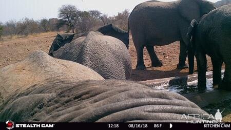 South Africa Trail Cam Pictures Elephant